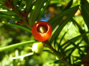 Taxus Baccata